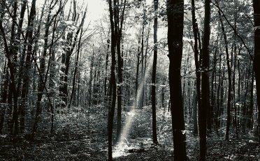 Zehetmair Quartett-Brahms_ String Quartets, Op. 51 Nos. 1 & 2【Q】【96kHz / 24bit】